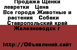 Продажа Щенки левретки › Цена ­ 40 000 - Все города Животные и растения » Собаки   . Ставропольский край,Железноводск г.
